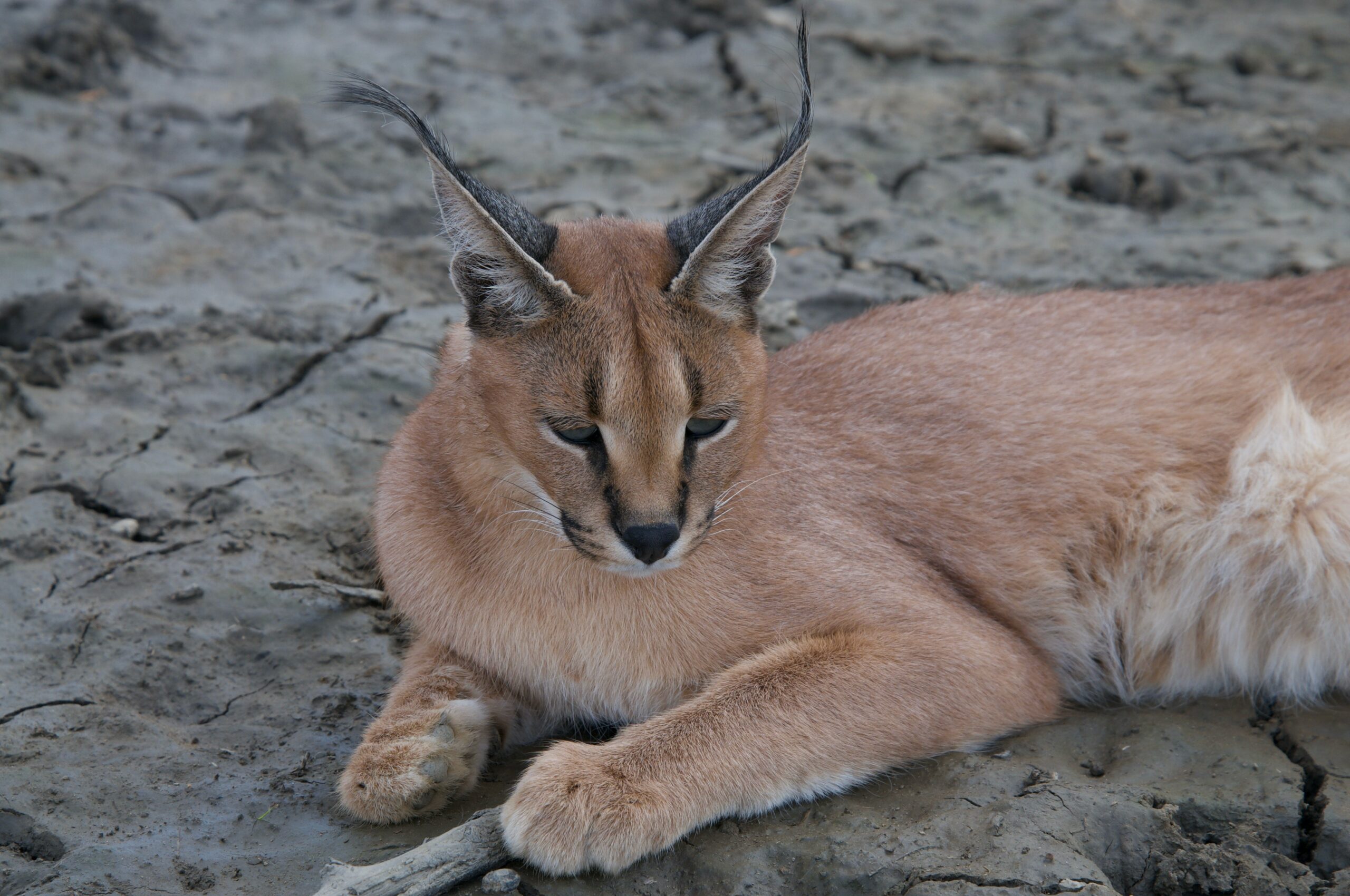 Caracals as Pets: Navigating Ownership and Realities - INFO ISTA